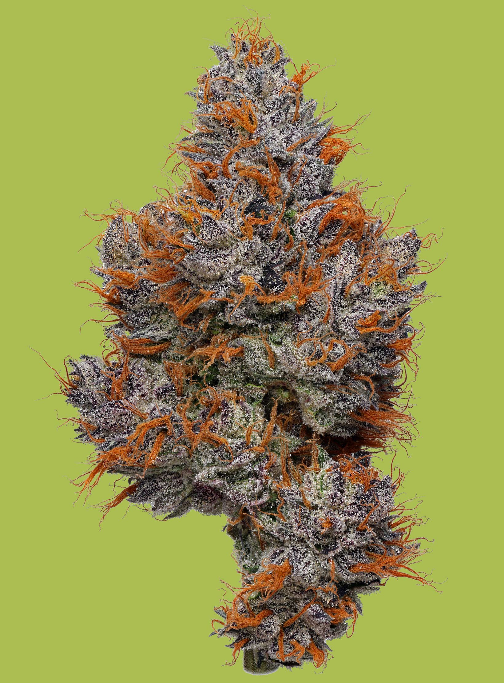 Lemon Gumball